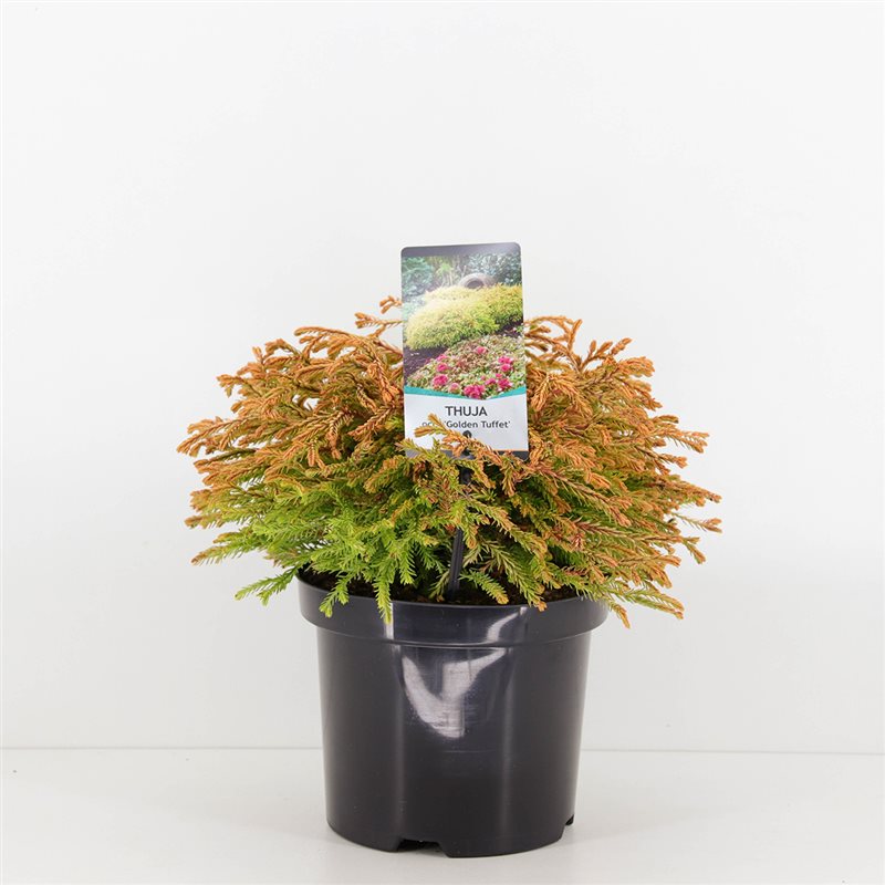 Туя западная Голден Таффет